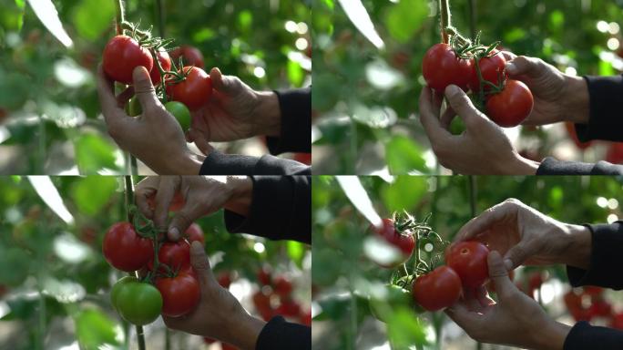 在温室里生长的西红柿