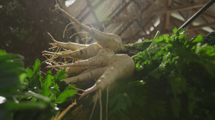 刚从地里拔出的防风草正在被清洗