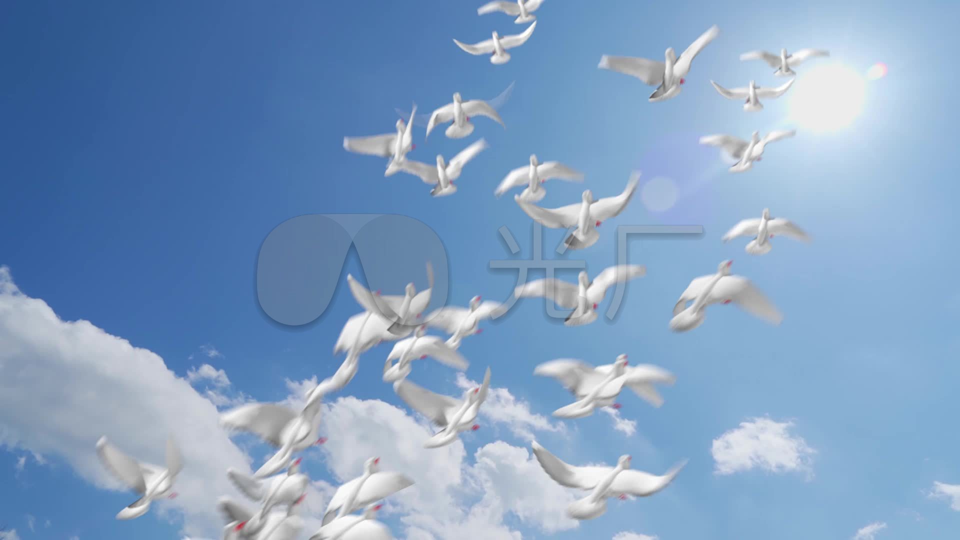 鸽子，翩翩起舞|摄影|宠物摄影|北京鹿祥 - 原创作品 - 站酷 (ZCOOL)