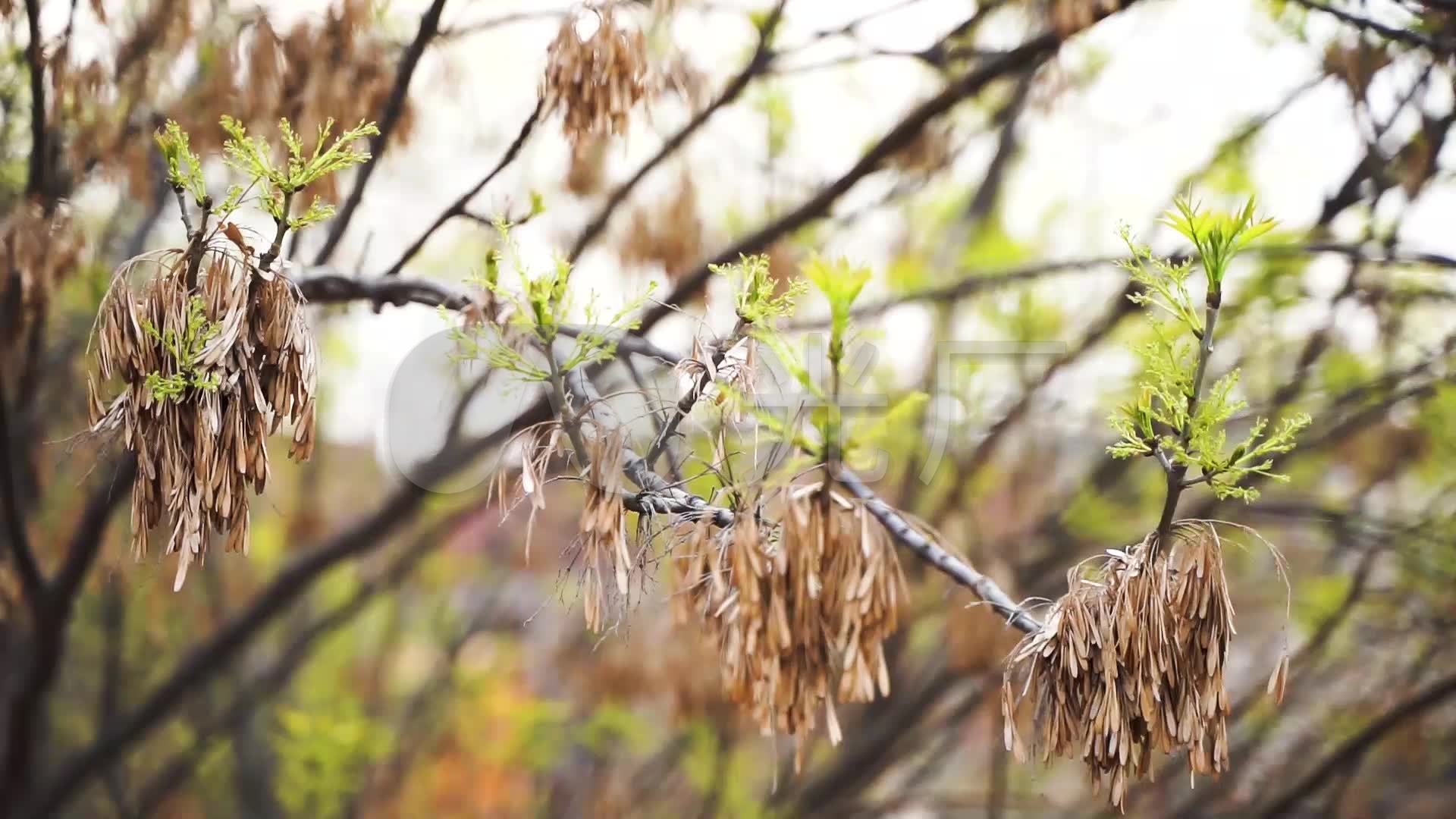 白蜡树种子嫩芽树枝