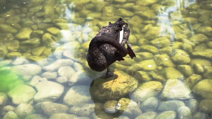 河水中的黑天鹅清澈水面鹅卵石