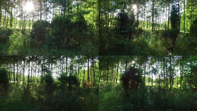 透过车窗看森林和树木
