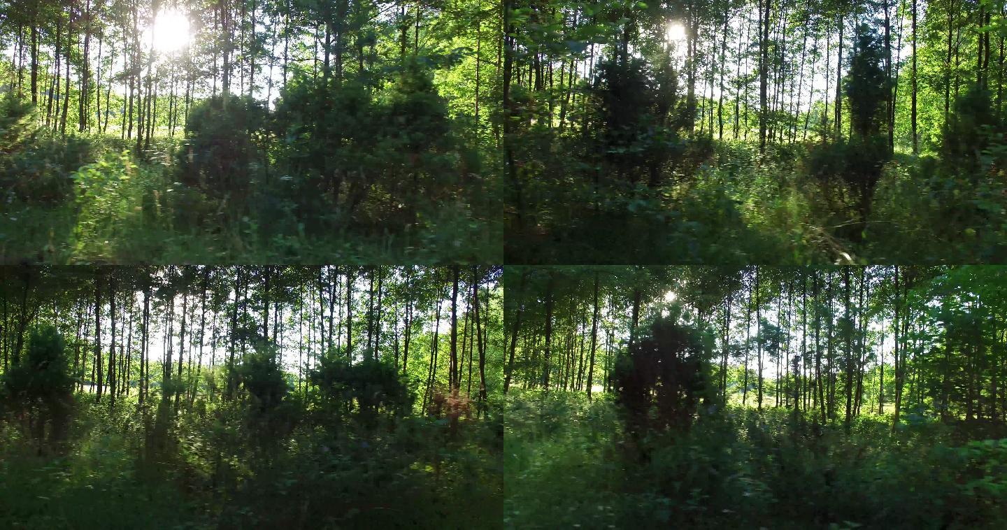 透过车窗看森林和树木