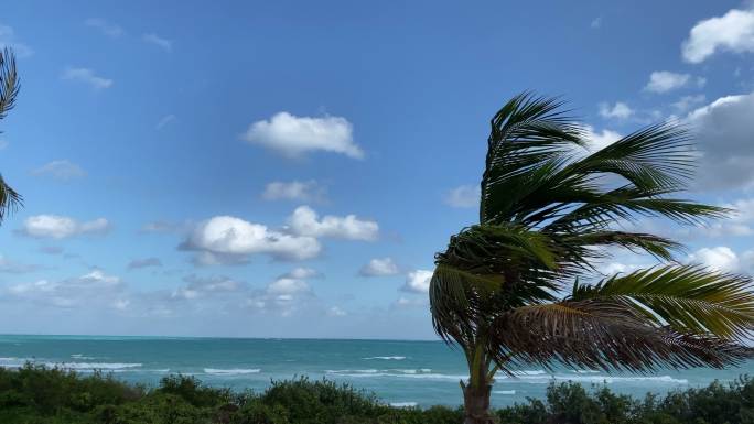 热带风暴中随风飘扬的棕榈树