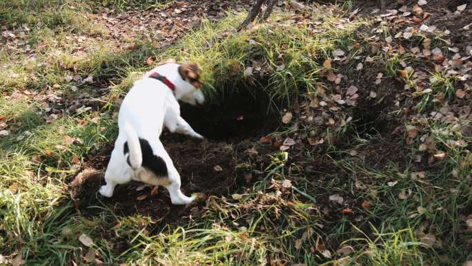 小狗挖洞