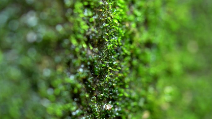 自然生态潮湿苔藓