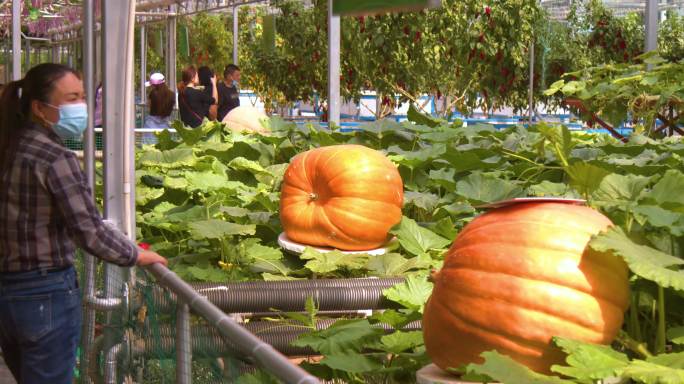 巨形南瓜，国际蔬菜博览会4K