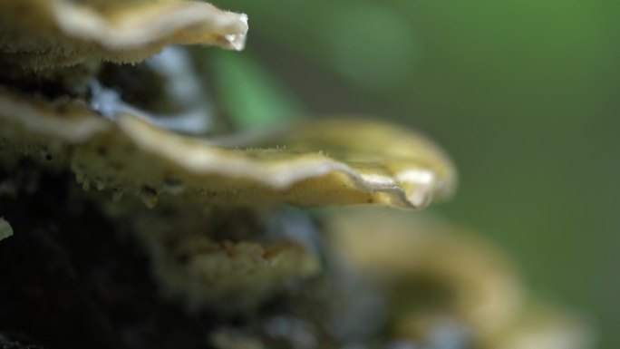 深山野菌菇