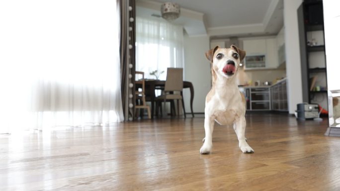 可爱的小猎犬在公寓里玩红球