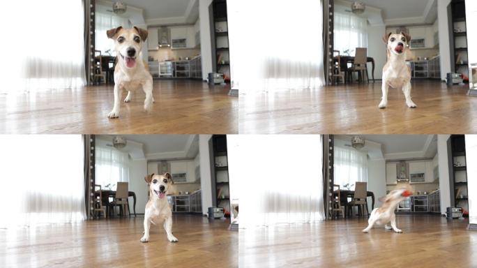可爱的小猎犬在公寓里玩红球
