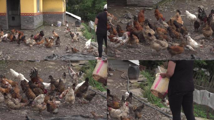 农村妇人喂鸡4K