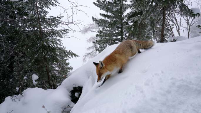 在雪地里行走的狐狸