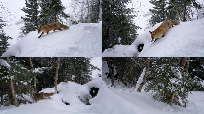 在雪地里行走的狐狸