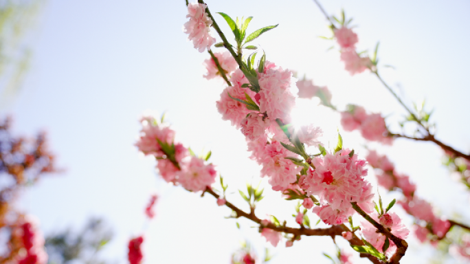 湖水波纹阳光桃花林