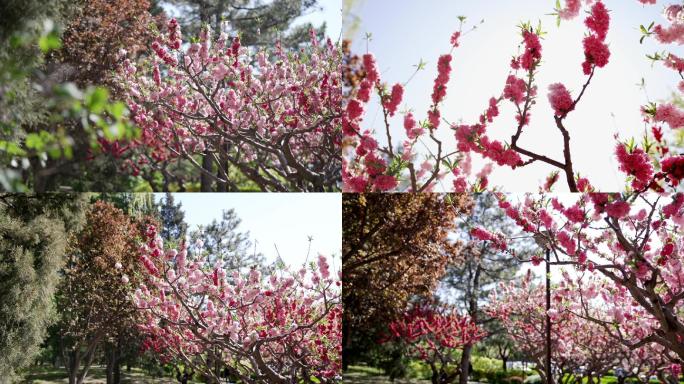 湖水波纹阳光桃花林