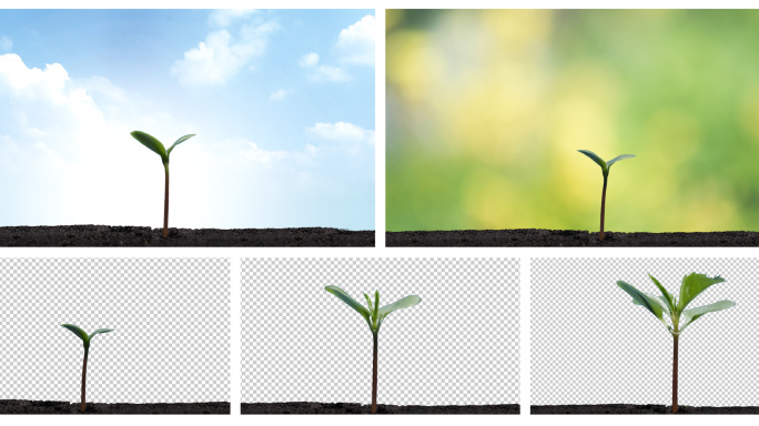 4K植物发芽生长蓝背景素可自行更换背景