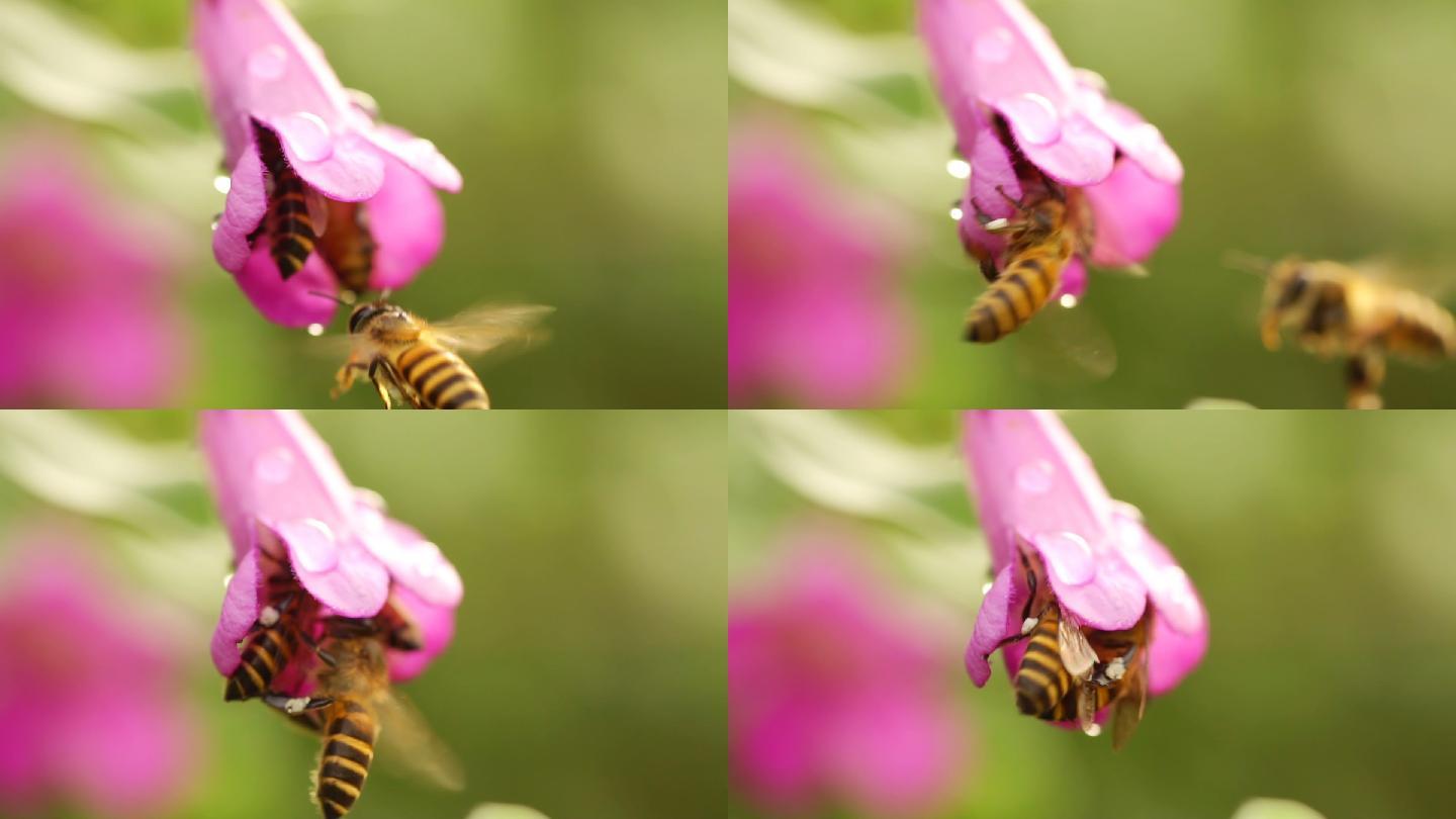 蜜蜂采蜜花粉黄蜂纯天然