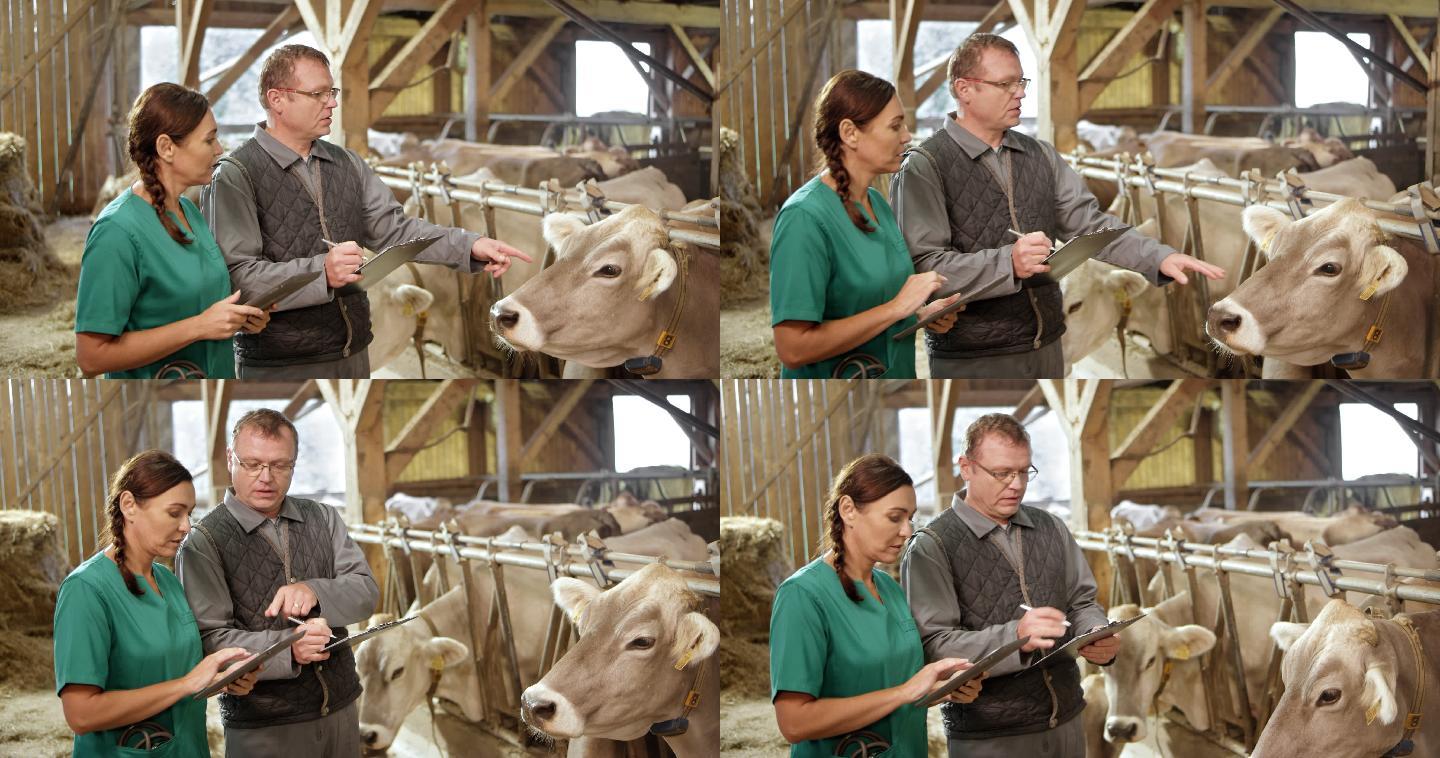 在畜棚里检查牛养殖健康产业基地养牛场