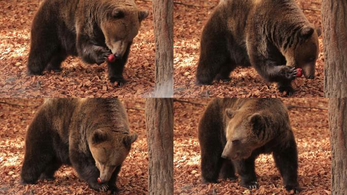 棕熊幼熊动物哺乳动物棕色