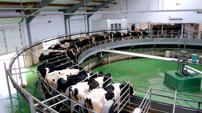 现代奶牛场自动工业挤奶