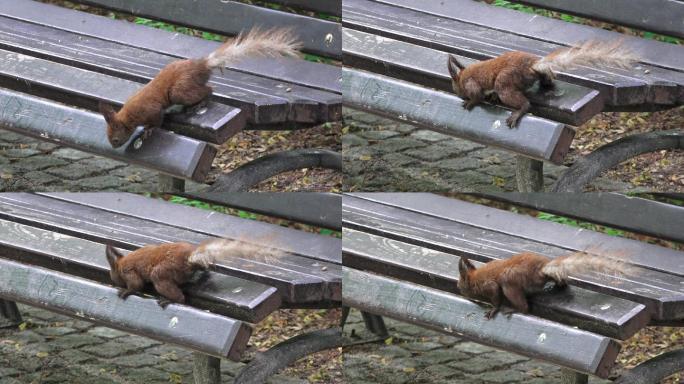 松鼠在公园的长凳上跳来跳去
