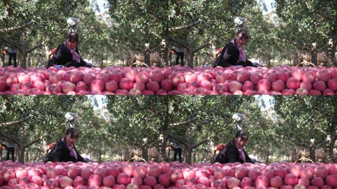 4K静宁苹果果农丰收视频素材