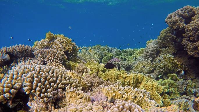 红海上有许多五颜六色的鱼的珊瑚礁