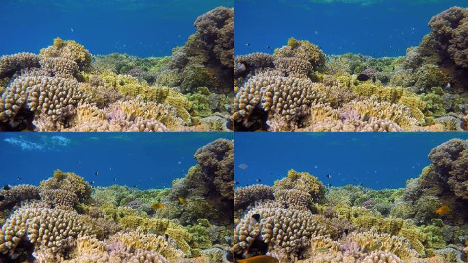 红海上有许多五颜六色的鱼的珊瑚礁