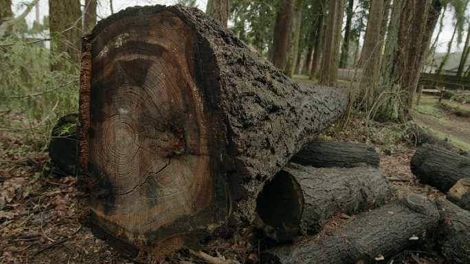砍伐树木