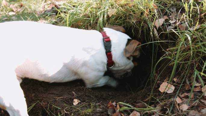 狗在挖洞