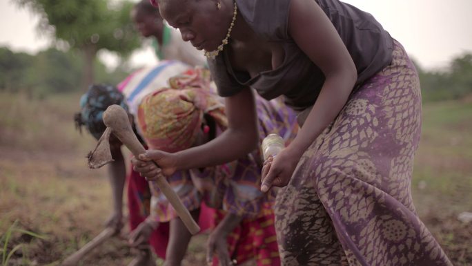 一群非洲女性在农场种植水稻