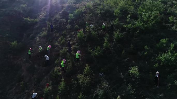 植树造林绿色生态航拍素材