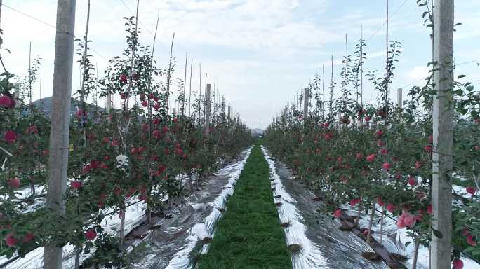 4K航拍静宁苹果种植基地