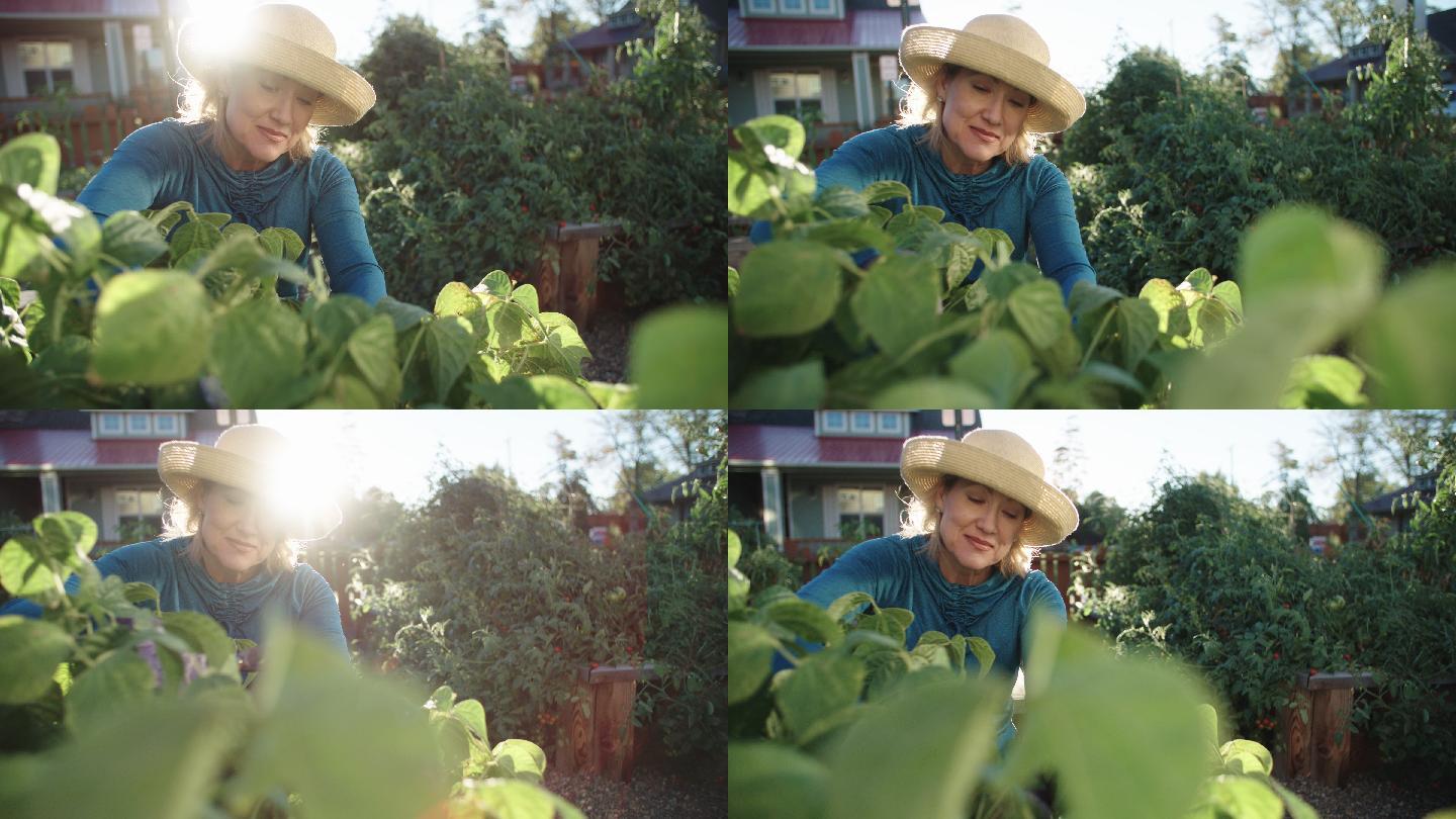 一位女人在她家旁边的花园里照料农作物