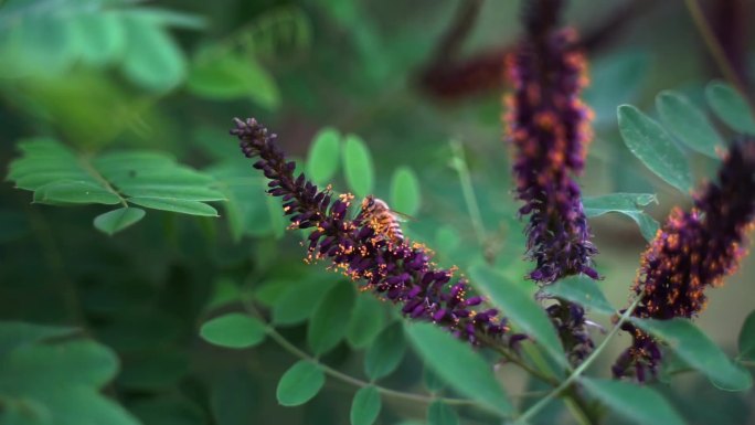 树枝花朵上的蜜蜂在飞舞采蜜