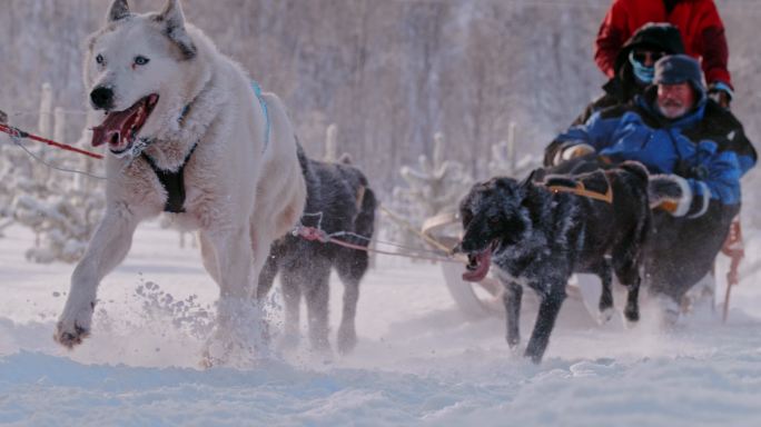 游客在玩狗拉雪橇冰雪冬奥雪山北京冬奥会运