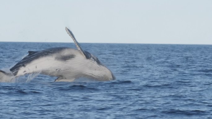 座头鲸海底世界海洋生物三亚潜水深海热带鱼