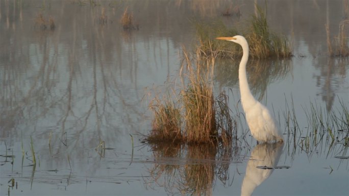 大白鹭湿地湖泊戏水鸟类生态环境保护野生动