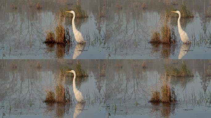 大白鹭湿地湖泊戏水鸟类生态环境保护野生动