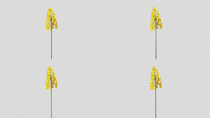 一支油菜花-带透明通道