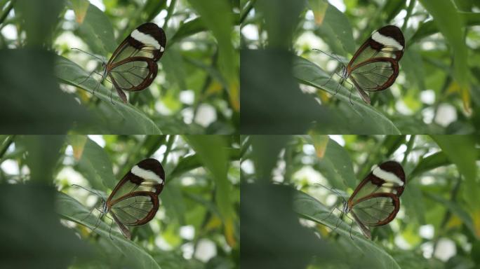 玻璃翅蝴蝶