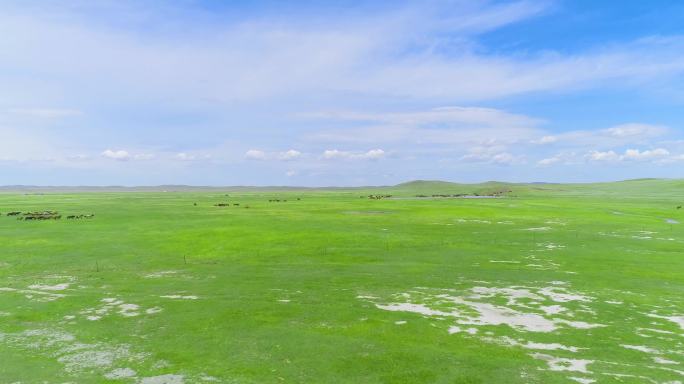 内蒙古草原天然牧场