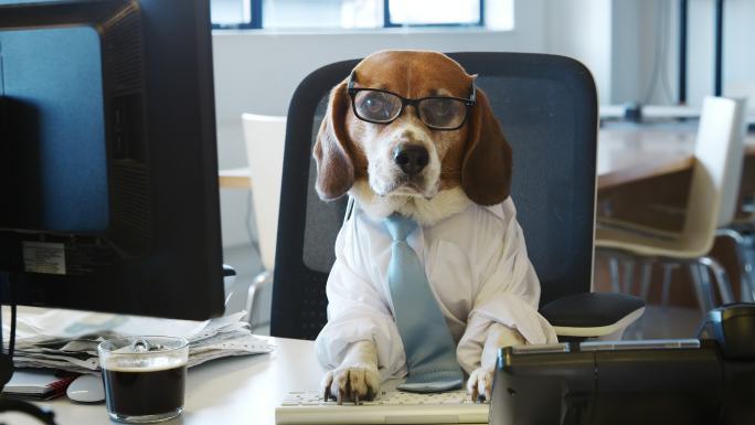 小狗在办公室加班上班累成恶搞搞笑视频