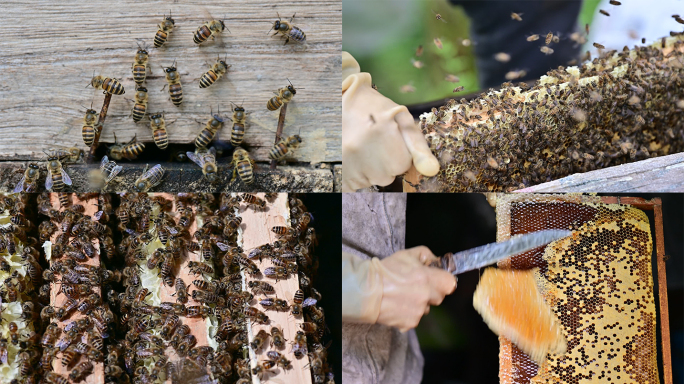 天然蜜蜂养蜂人取蜂蜜视频蜜蜂养殖