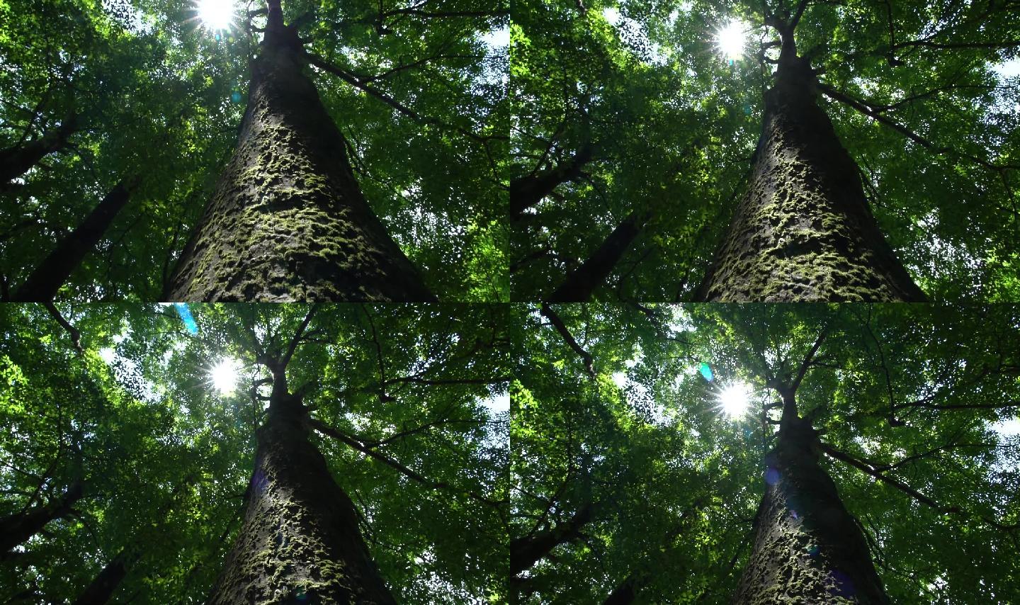 阳光透过森林大树照射