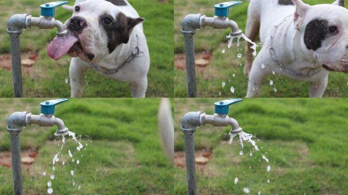 霸王狗跑步后喝自来水