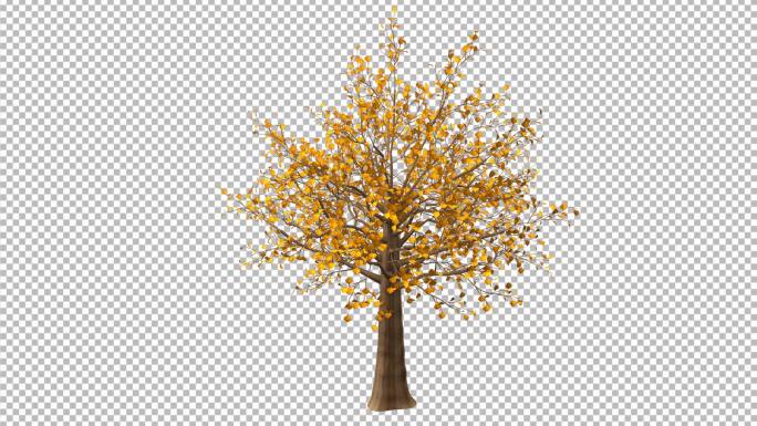 6银杏树四季生长变化-C4D工程文件