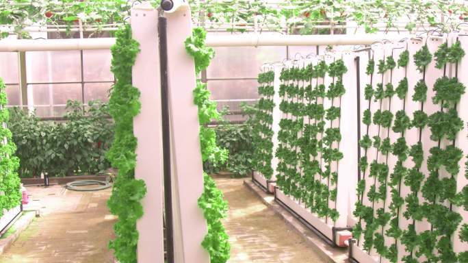 立体种植，蔬菜科技