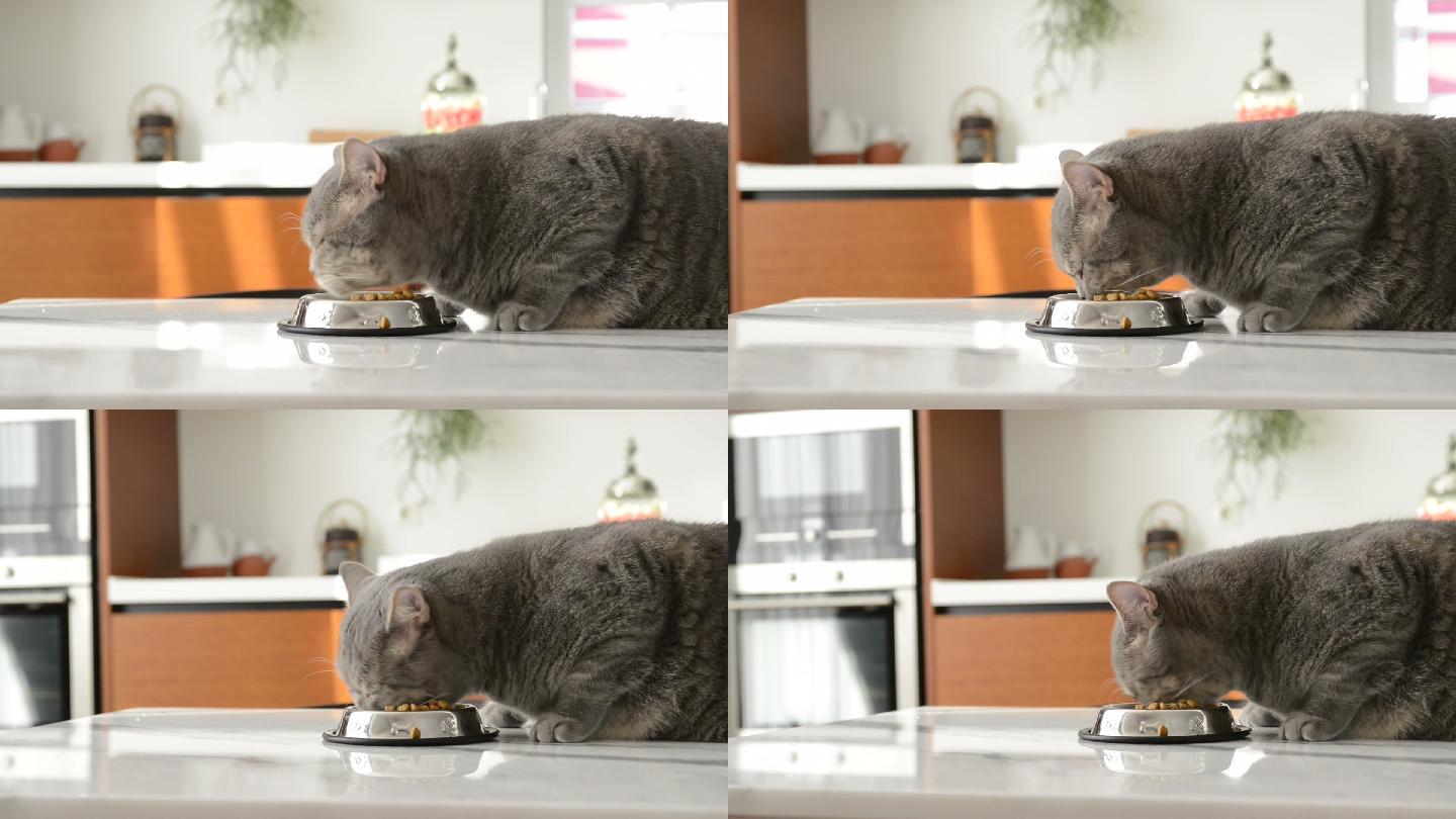 肥猫吃金属碗上的干猫粮