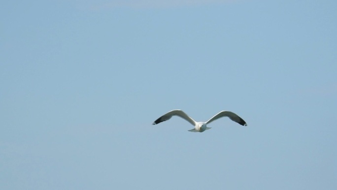 海鸥飞翔海边海洋生物特写海洋海水大海海景